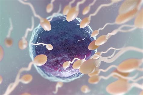 combien de temps survit un spermatozoïde|Quelle est la durée de vie des spermatozoïdes